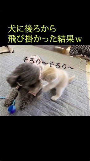 犬に後ろから猫が飛び掛かった結果...笑#shorts