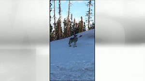 37K views · 326 reactions | A Labrador wolf spotted howling! Thanks to Gordon Montague for the video. | CBC Newfoundland and Labrador | Facebook