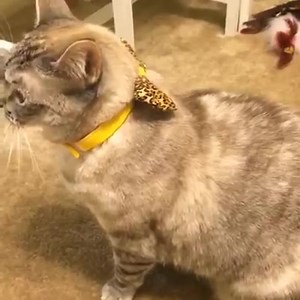 86K views · 16K reactions | Hear me meow! @nala_cat_store @shannonellisdesigns www.nalacat.com | Nala_cat | Facebook