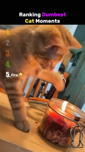 Ranking the dumbest cat moments