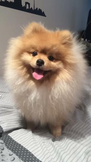 LUCKY Pomeranian. Spitz nain AMAZING