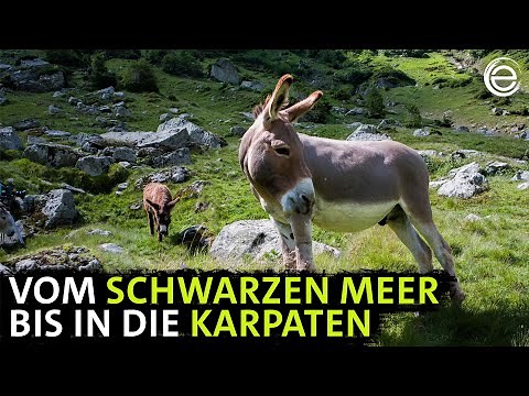 Wildes Rumänien – Land der Bären und Wölfe | Erlebnis Erde