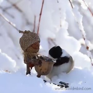 Here’s a little montage of Joonie III feeding chickadees last winter. It was a rare perfect day for Becorn photography - full sun on fresh snow - so I canceled my plans and spent the day taking pictures. Chickadees and Titmice were the only ones to visit that day. Birds are so hard to predict, but I can always count on those two. | David M Bird