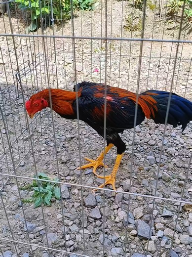 ayam pakhoy #pakhoy #ayambangkoksuper #ayambangkok #ayampakhoy #ayam