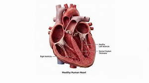 Heart Ventricles | Definition, Diagram & Function
