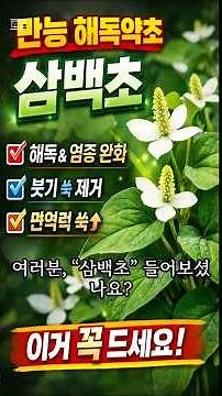 삼백초의 효능