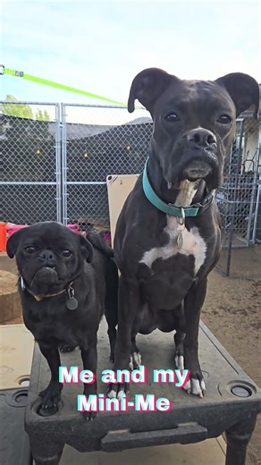 Boxer and her mini me. Pug and boxer twinning. #dog #dogs #pug #boxer #puglife #funnydog #dogvideos