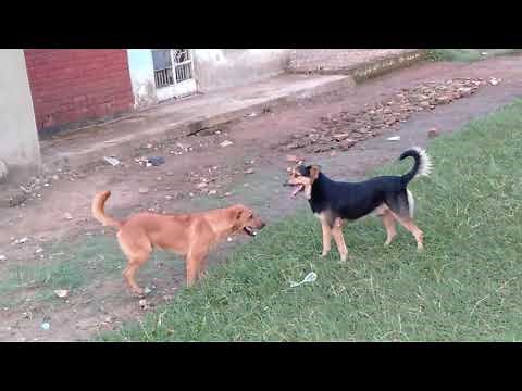 from zero to hero The gay dogs