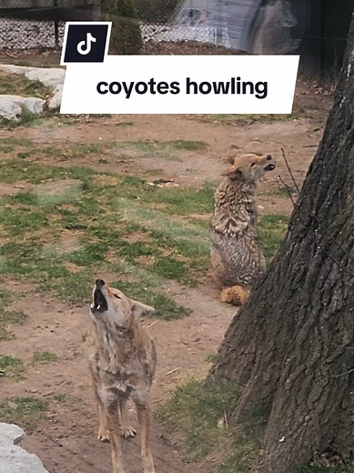 Coyotes Howling at Night: What the Sound Really Sounds Like
