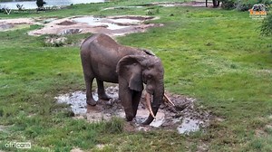 3.9K views · 291 reactions | This elephant couldn’t resist a little mud-splash fun! With some foot work, he sends mud flying - cooling off and giving himself a natural spa treatment all in one. #TembeWildlife #ElephantPlay #MudBathMagic #Africam | Tembe Elephant Park | Facebook