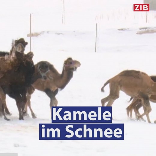 Kamele im Schnee – Bevor sie zu diversen Rennen geschickt werden, toben sich diese Kamele im Osten der Türkei im Schnee aus: | Zeit im Bild