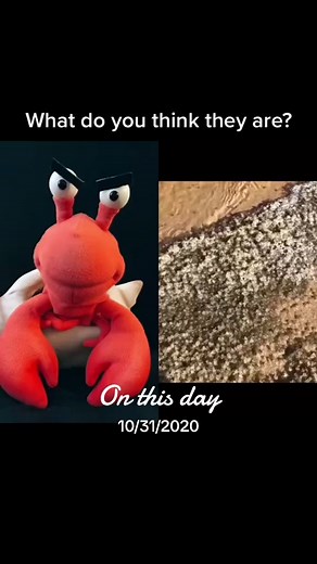 #onthisday #crankycrab #ocean #crab #beach