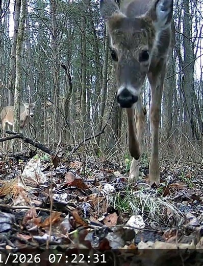 Wild deer, scared when they see my trail camera at our home in Tennessee ￼