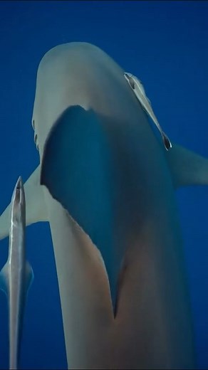 36 reactions | Shark fact Friday! Did you know many sharks have a...