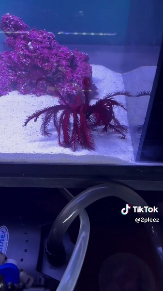 Exploring the Wonders of the Ocean with Feather Stars and Sea Creatures