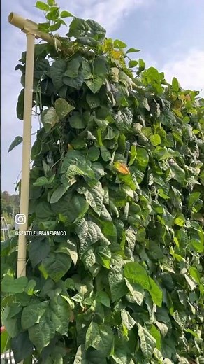 Growing pole beans on a Freyr trellis