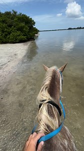 Missing the beach … 😔🙏🏽🤍 | Florida Beach Horses
