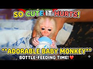 SO CUTE! Feeding a Tiny Newborn Baby Monkey 🍼🥺