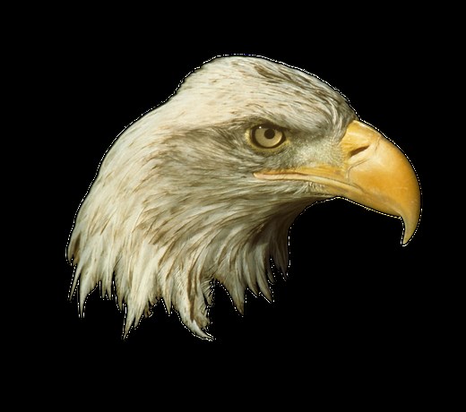 IWS Live Cams with Chat (New) —    Institute for Wildlife Studies