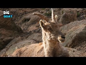 Meet the Mighty Mountain Goat: Nature’s Cliff Climber!