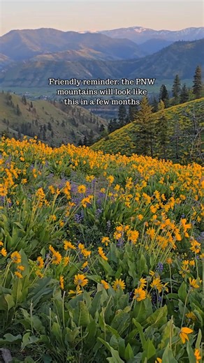 Tristen & Kierna | Washington • Adventure Travel • Ecotourism | 🌼Peak wildflower months + hikes in WA:⤵️ 🗓️ Low Elevation Blooms: • Mid-April through May — Columbia Hills, Yakima Canyon, Cowiche Canyon... | Instagram