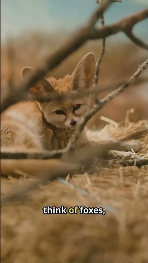Amazing Fennec Fox Facts!