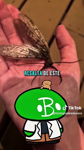 Insecto Monstruoso: Héroe de los Ríos