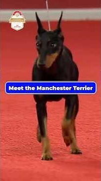 Meet the Manchester Terrier