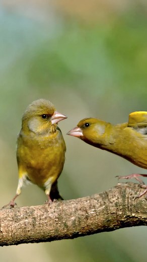The battle in the sky, a fighting spirit from the origin of life.European greenfinch fighting.#bird