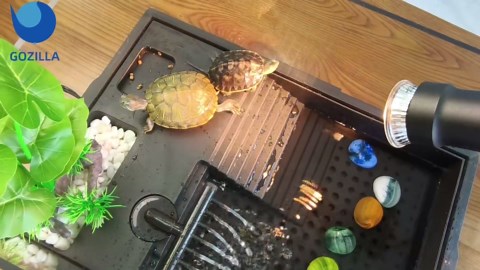 GOZILLA Small Turtle Tank Kit+Water Pump+Lamp, Acrylic Turtle Tank Starter Kit with Adjustable 5W Water Pump and Timing/Dimming Lamp, Multi-Functional Area for Small Turtles(Black Kit).