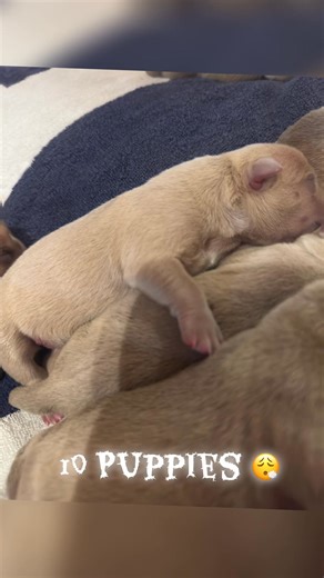 1.1K views · 23 reactions | King Kion x Fiona have made a groundbreaking contribution to the bully community with a remarkable 10-piece production, showcasing six exceptional females and four promising males, all embodying impressive structure, bone, and a distinctive neck profile. Fiona's consistent color palette shines through, while these pups have emerged with enhanced muscular definition. ￼ | CC Alpha Bullyz | Facebook