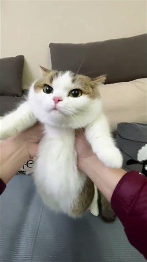 Fluffy Feline Fun: My Fat Cat's Day