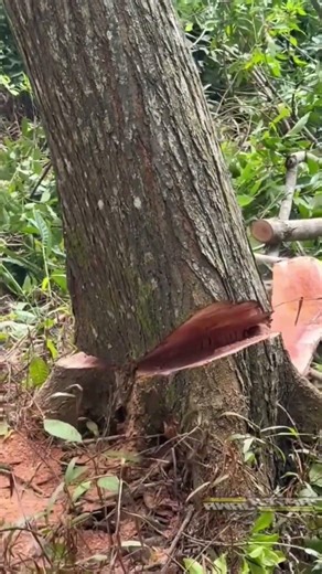Powerful Chain Saw Cutting Big Tree ⚙️