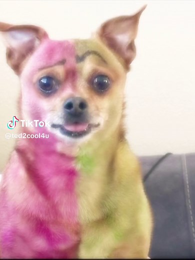 Vibrantly Dyed Chihuahua Dog on Couch