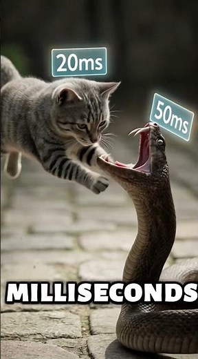 Cats vs Snakes Why Cats Always Win!