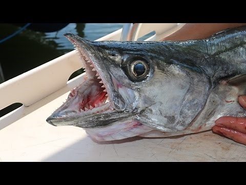 The Forgotten King- Florida Kingfish!!!! Catch, Clean and Cook!!!!