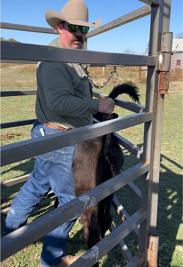 Working Cattle on a Ranch: An Afternoon Experience