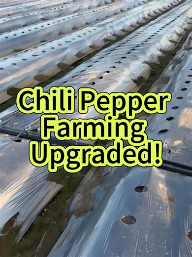 Chili Pepper Farming Upgraded | Under-Mulch Drip Irrigation Saves 50% Labor & Boosts Yield by 30% 🌶️💧 Upgrade your chili pepper farming with under-mulch drip irrigation technology! This one-pass operation completes mulching, drip tape laying, and planting at the same time—saving up to 50% labor and increasing yield by 30%. Enjoy precise watering, efficient fertilizer use, and healthier crop growth with this smart farming solution. 🚜🌱 #ChiliFarming #UnderMulchIrrigation #DripIrrigation #Smart