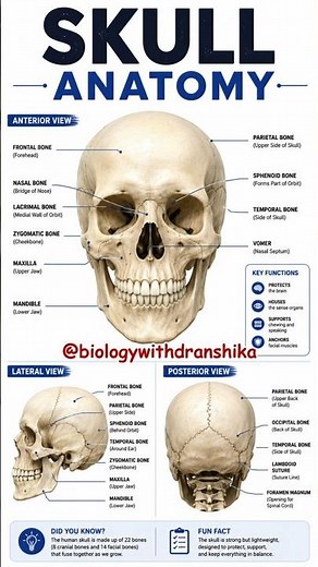 Skull Anatomy: The Protective Framework of the Human Head. #skullanatomy #humanskull #anatomystudy
