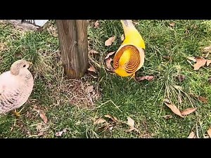 Yellow Golden Pheasants