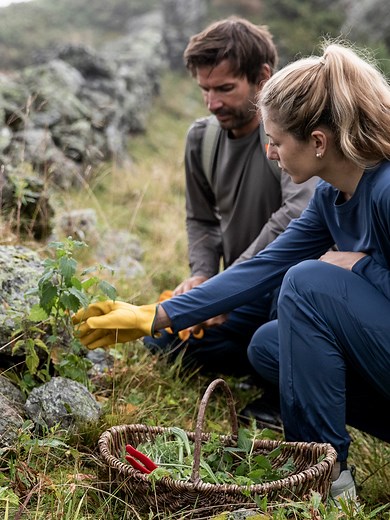 Kräuterwandern: Heilpflanzen am Wegesrand entdecken