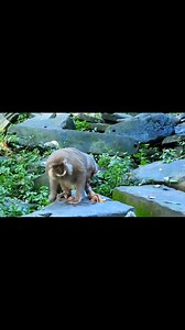 166K views · 1.7K reactions | Wild Pain and Instinct: Monkey Mother Struggles on Ground During Intense Labor | Monkey history 2024 | Facebook