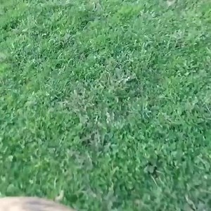 16K views · 666 reactions | This beautiful moment you realize it's Friday @mosleythegreyhound | OH! Happy Grey | Facebook