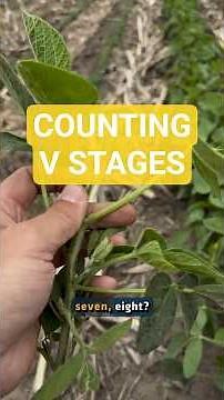 Growth Staging Made Simple