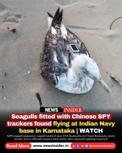News Insider 24x7 on Instagram: "A migratory seagull fitted with a GPS tracker was spotted in Uttara Kannada district near Karwar naval base INS Kadamba on Wednesday. The bird was found resting behind Thimmakka Garden, where its unusual appearance caught the attention of local residents. Upon closer observation, a GPS tracking device was found attached to the seagull’s back. Officials from the Marine Wing of the Forest Department were alerted by locals who found the bird. Forest department offic