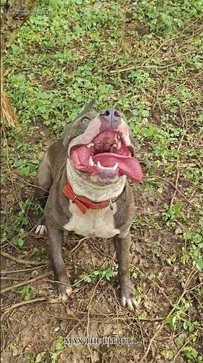 These 4 dogs can even give their lives for their owners 😱🐕 #max #pitbull #facts #shorts #dogshort...