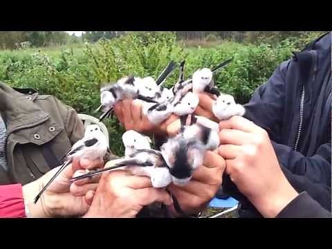 Longed tailed-tit (Aegithalos caudatus, Stjärtmes)