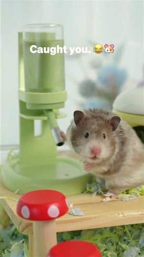 Caught my hamster living his secret life 👀🐭 #hamster #hamsterlife #hamsterlover #pettok