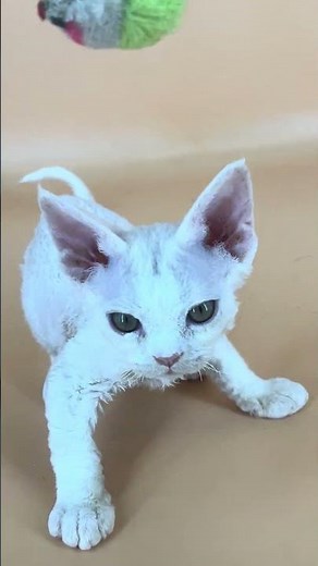 Alma Devon Rex White Female