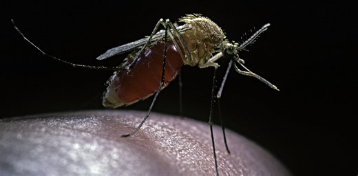 West Nile virus season returns − a medical epidemiologist explains how it’s transmitted and how you can avoid it